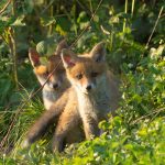 Featured & Cover Deadly Fox Tapeworm Linked to Lethal Disease in West Coast Wildlife