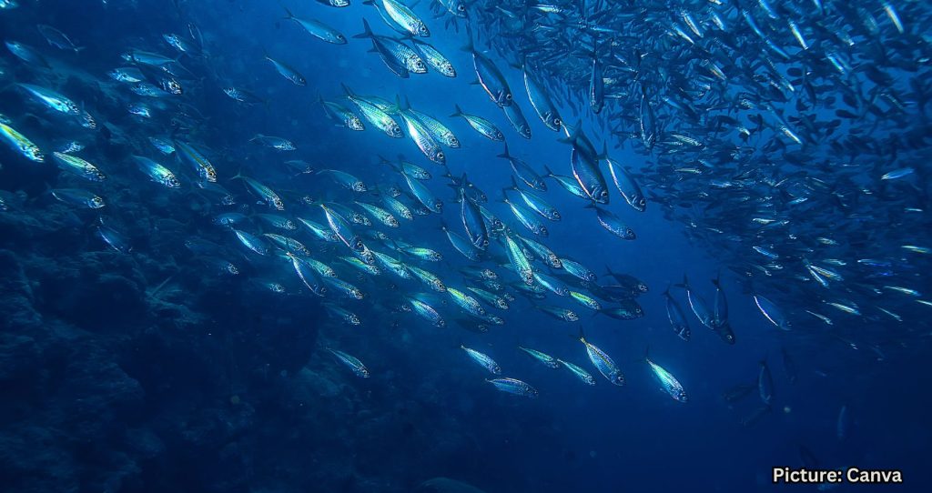 Earth’s Oceans Growing Darker, Posing Risks to Marine Life Worldwide