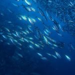 Featured & Cover Earth's Oceans Growing Darker Posing Risks to Marine Life Worldwide
