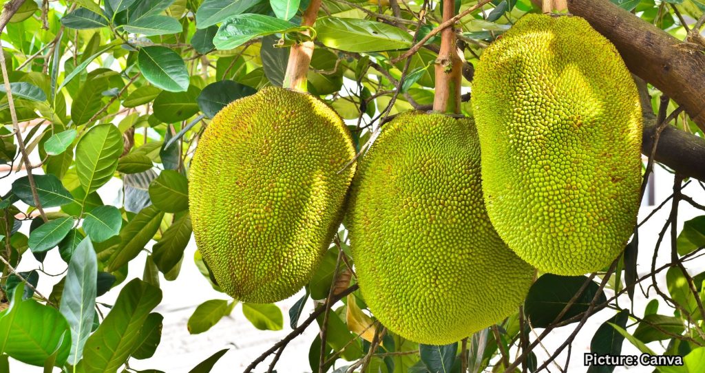 Jackfruit: Kerala’s Potential Next Success in Wellness Industry
