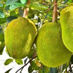 Featured & Cover Jackfruit Kerala's Potential Next Success in Wellness Industry