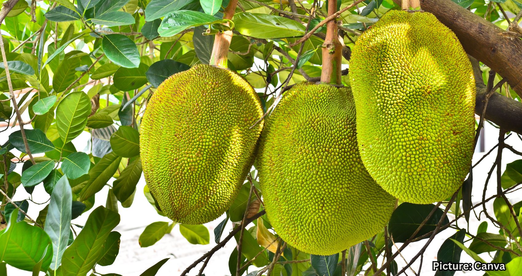Featured & Cover Jackfruit Kerala's Potential Next Success in Wellness Industry