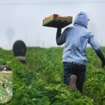 Featured & Cover New Report Highlights Importance of Immigrant Workers in Texas Agriculture