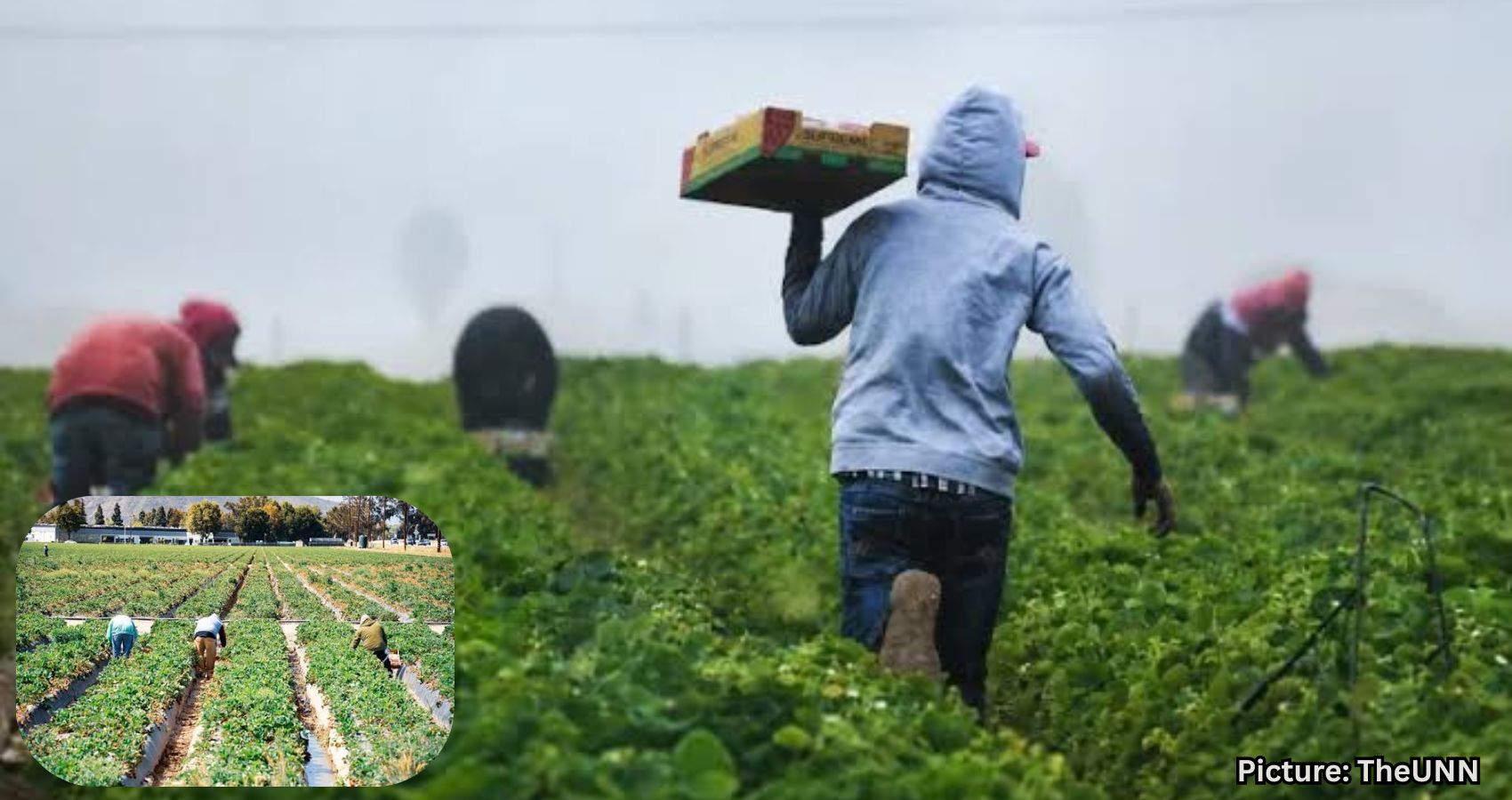 Featured & Cover New Report Highlights Importance of Immigrant Workers in Texas Agriculture