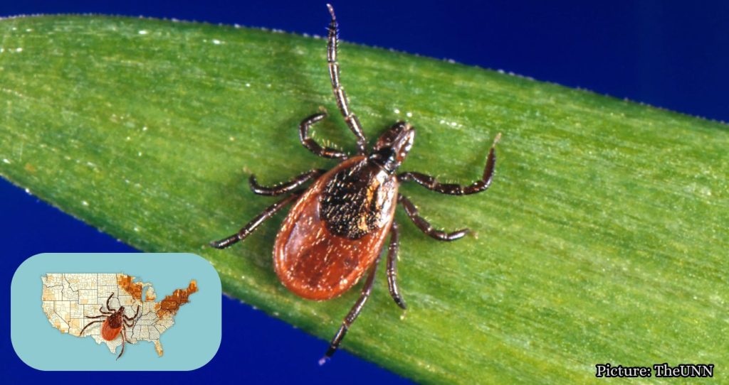 Rare Tick-Borne Virus Cases Surge to Record High in the U.S.