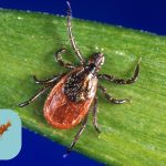 Featured & Cover Rare Tick Borne Virus Cases Surge to Record High in the U S