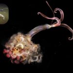 Featured & Cover Scientists Revive 24 000 Year Old 'Zombie Worm' from Arctic Ice