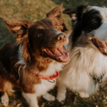 Featured & Cover Virginia Tech Study Finds Dogs Can Detect Invasive Lanternfly Species