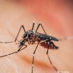 Google Plans to Release Millions of Genetically Modified Mosquitoes