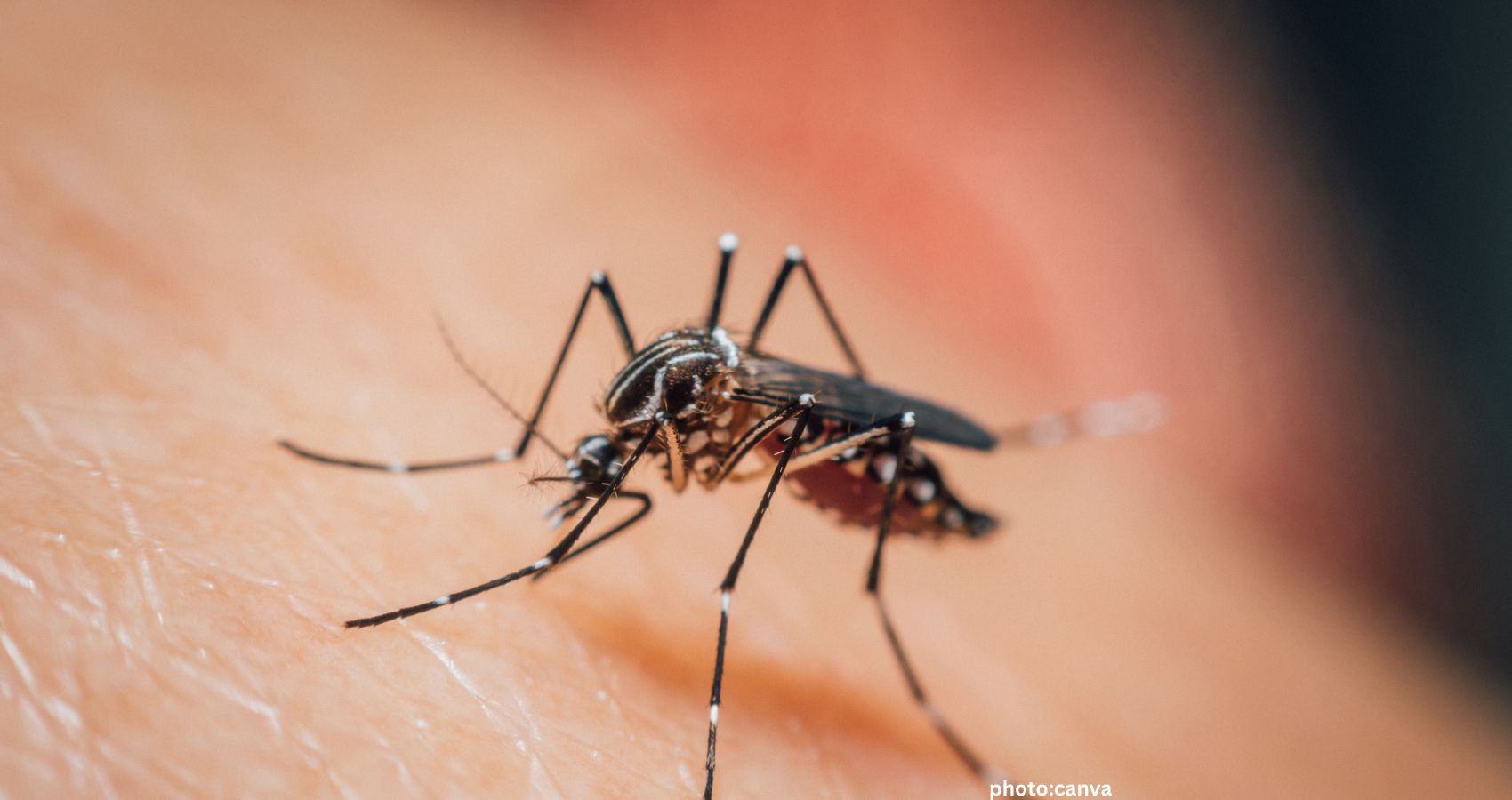 Google Plans to Release Millions of Genetically Modified Mosquitoes