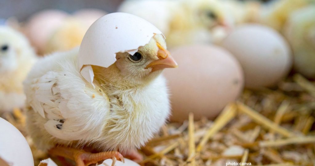 Texas Company Develops Artificial Eggs to Hatch Live Chicks