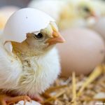 Texas Company Develops Artificial Eggs to Hatch Live Chicks