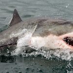 Woman Airlifted to Hospital Following Shark Attack at Sydney Beach