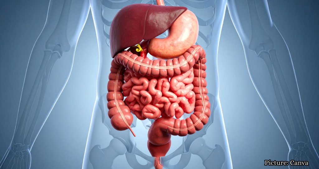 Exploring the Microbiome: Understanding Its Role in Human Health