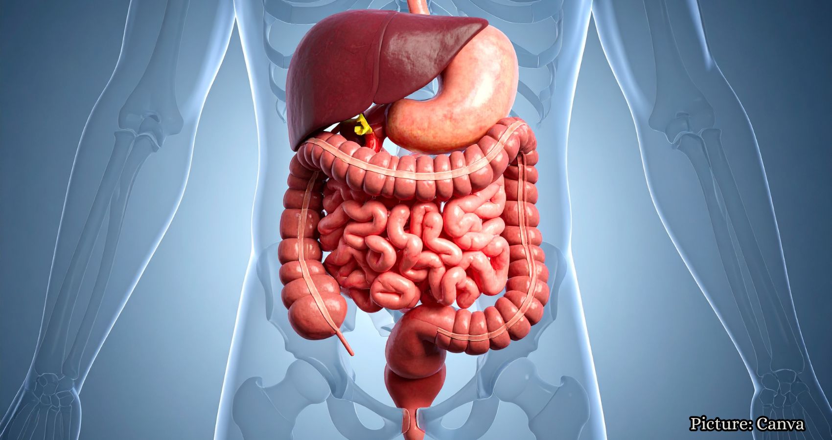 Featured & Cover Exploring the Microbiome Understanding Its Role in Human Health