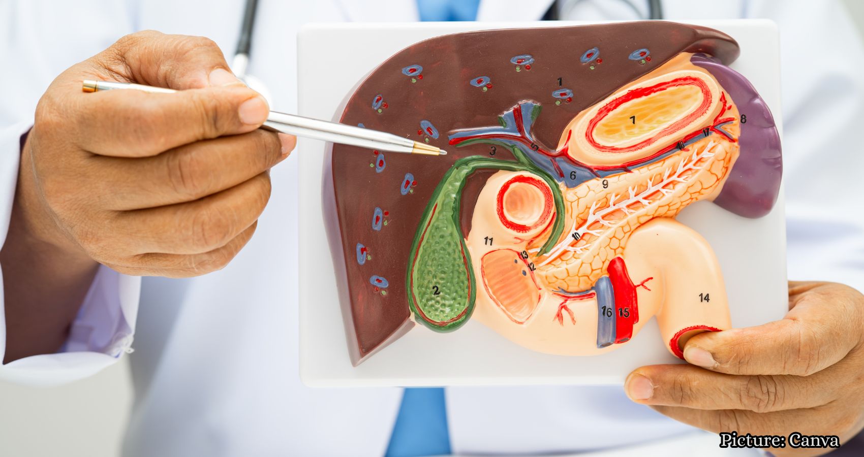 Featured & Cover Gallbladder