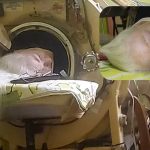 Featured & Cover Last American Iron Lung User Dies at 78 After Polio Diagnosis