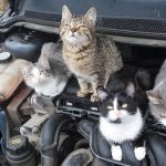Featured & Cover Missing Kitten Found After Riding Under Car Hood Thanks to AI