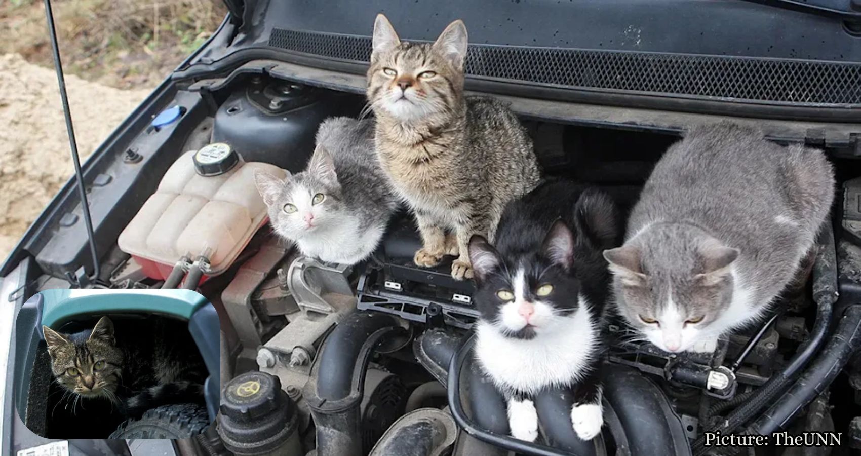 Featured & Cover Missing Kitten Found After Riding Under Car Hood Thanks to AI