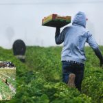 Featured & Cover New Report Highlights Importance of Immigrant Texans in Agriculture