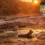 Featured & Cover Ranthambore National Park Exploring Its Diverse Wildlife and Landscapes