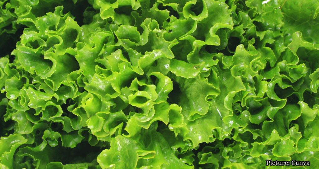 Is Lettuce Safe to Eat Amid Taco Bell Illness Investigation?