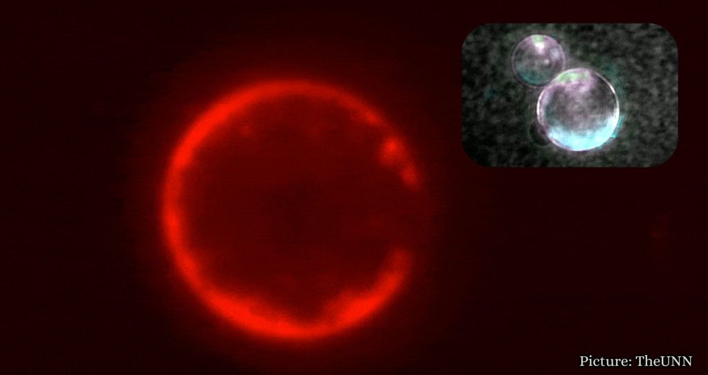 University of Minnesota Researchers Create Synthetic Cell Structure Named SpudCell