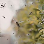 Featured & Cover West Nile Virus Detected in Southern State; Health Officials Warn Residents