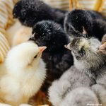 Texas Firm Develops Artificial Eggs to Hatch Live Chicks Reviving Dodo Potential