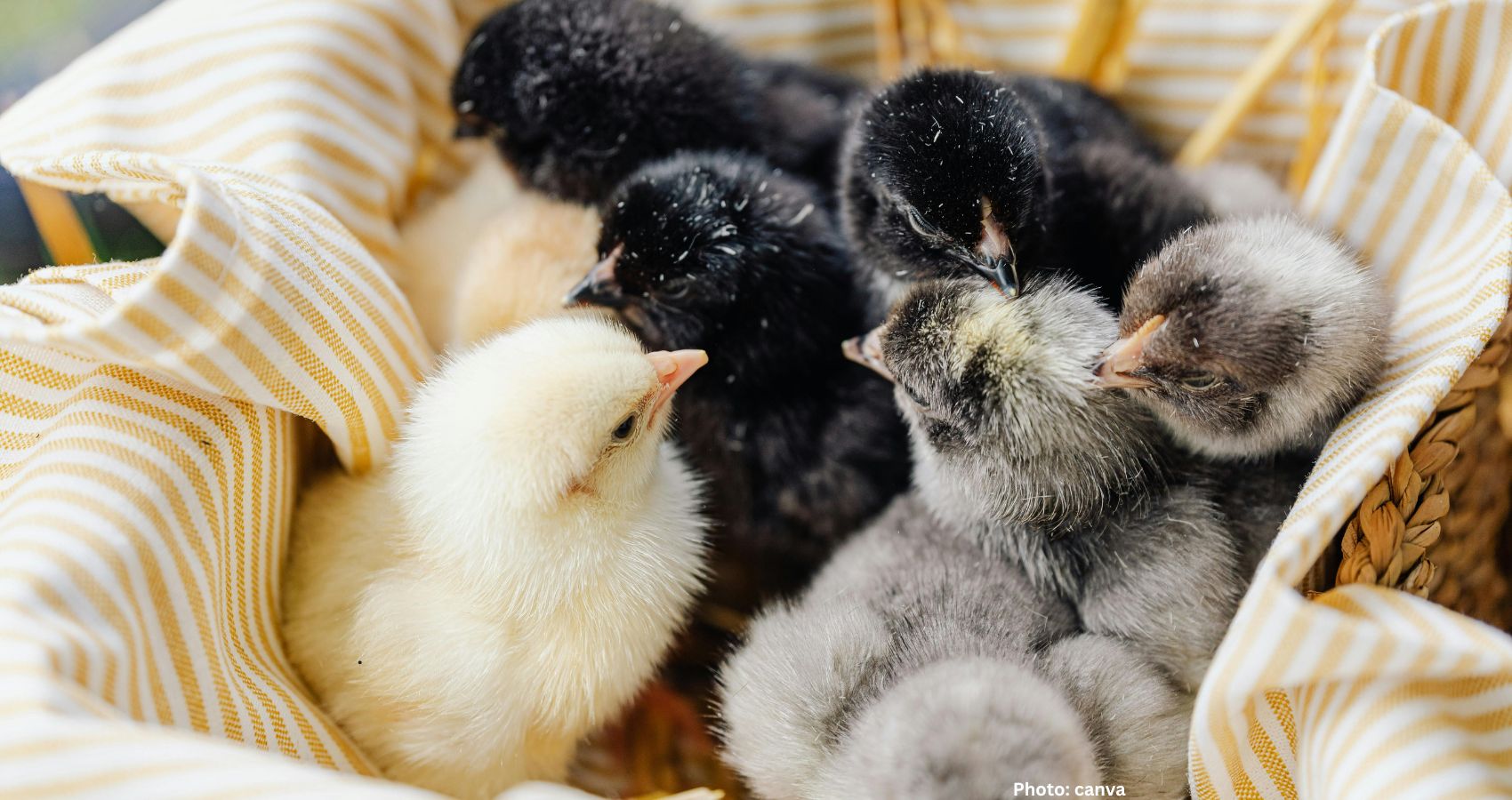 Texas Firm Develops Artificial Eggs to Hatch Live Chicks Reviving Dodo Potential