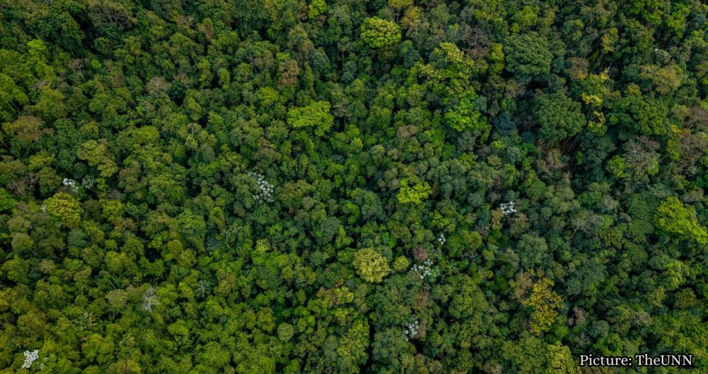 The Role of Ancestral Wisdom in Protecting Amazon Rainforests