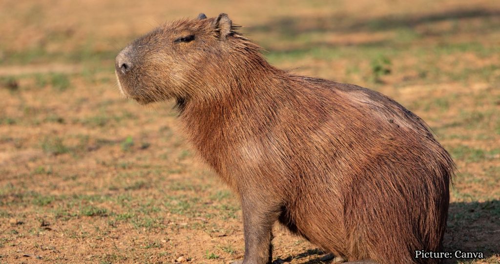 Capybaras Disrupt Brazilian Lawmakers’ Voting Session, Capture Attention