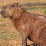 Featured & Cover Capybaras