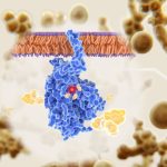 Featured & Cover Drug Resistant Fungus