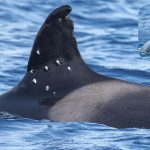 Featured & Cover Investigation Launched After Oldest Orca