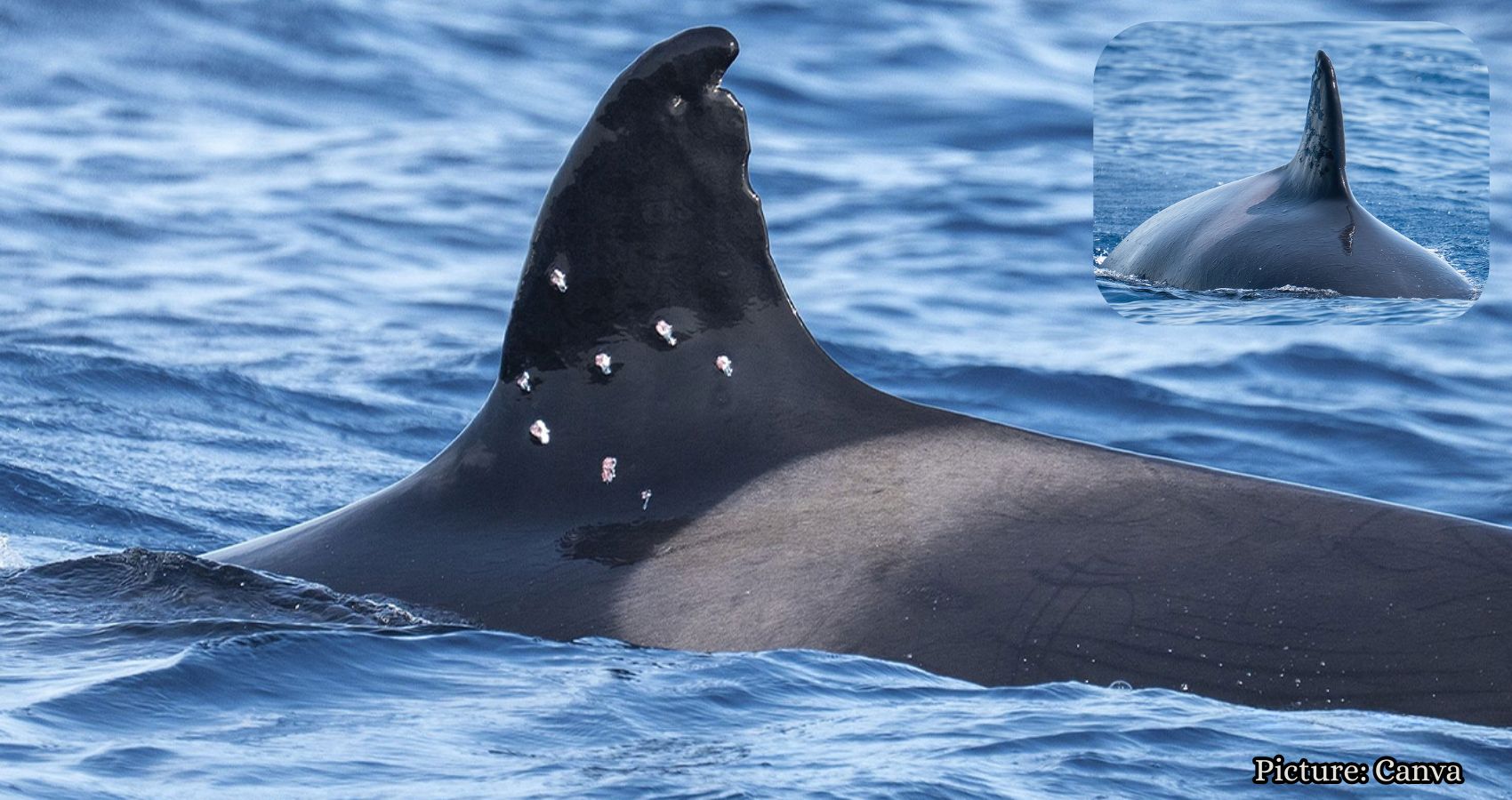 Featured & Cover Investigation Launched After Oldest Orca