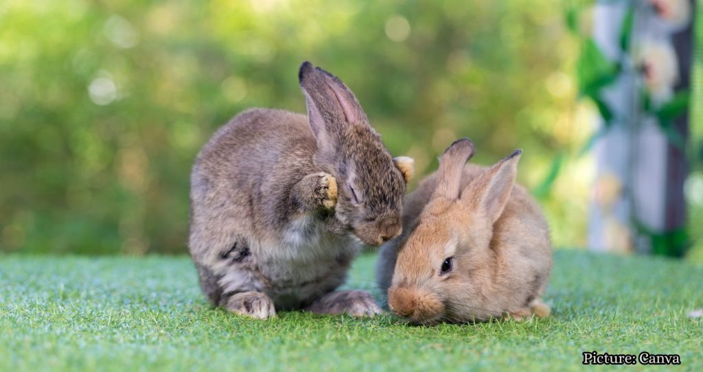 Tick-Borne ‘Rabbit Fever’ Cases Reported Near Major Metro Area