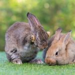 Featured & Cover Rabbit Fever