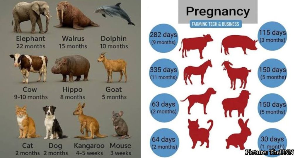 Animal Known for 14-Month Gestation Period Revealed