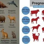 Featured & Cover Animal Known for 14 Month Gestation Period Revealed