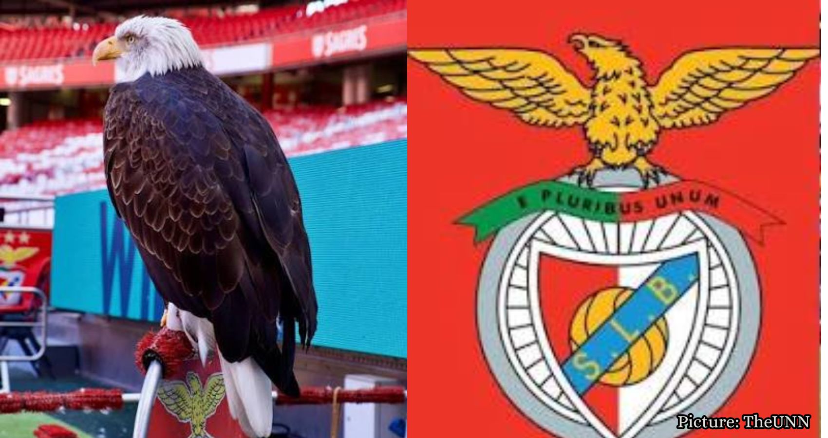 Featured & Cover Benfica Eagle Trainer Arrested for Cocaine Traffickin