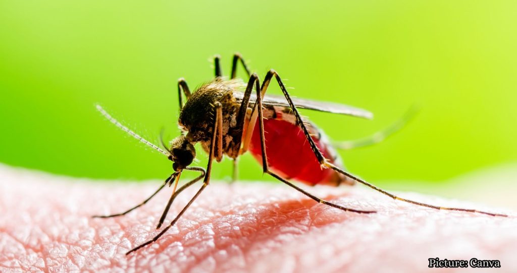 Dangerous Mosquito-Borne Virus Cases Rise in One State