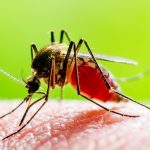 Featured & Cover Dangerous Mosquito Borne Virus Cases Rise in One State