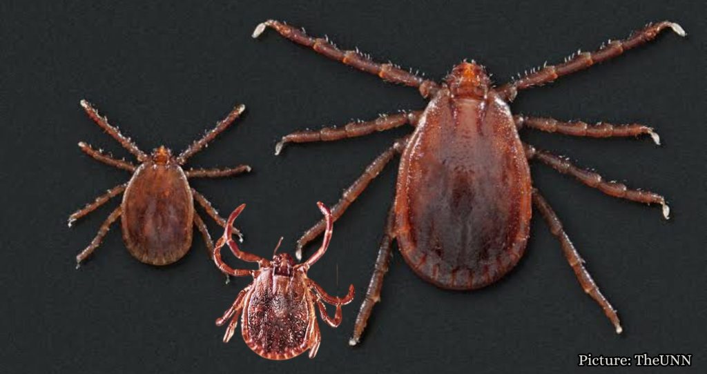 Scientists Identify New Tick-Borne Virus After Testing Thousands of Patients