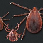 Featured & Cover Scientists Identify New TickBorne Virus After Testing Thousands of Patients