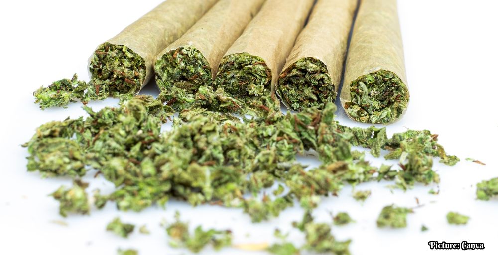 GNN Marijuana Users May Encounter Undetected