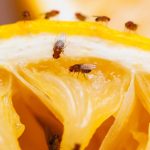 GNN nvasive Fruit Flies and Other Pests in California