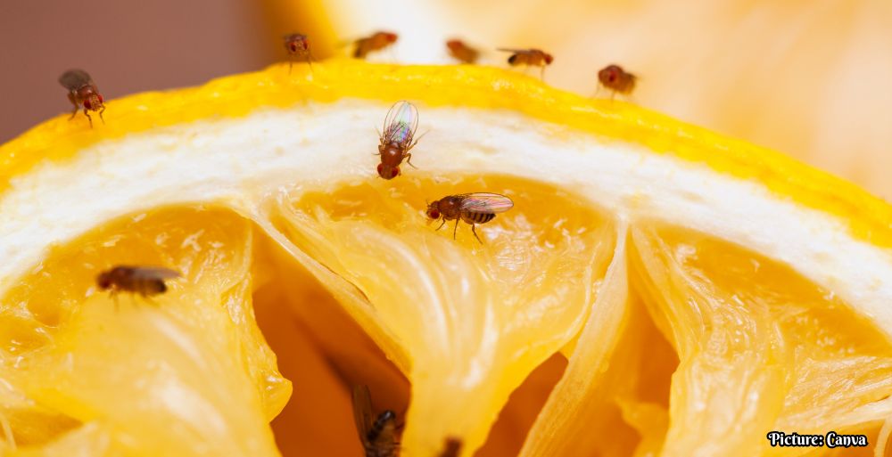 GNN nvasive Fruit Flies and Other Pests in California