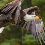 Eagle