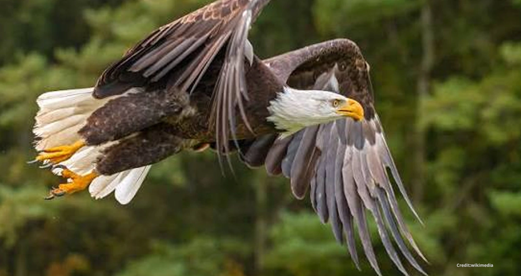 Eagle